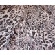 Tyl elastický, panel 1,40M x 160cm š. č.71